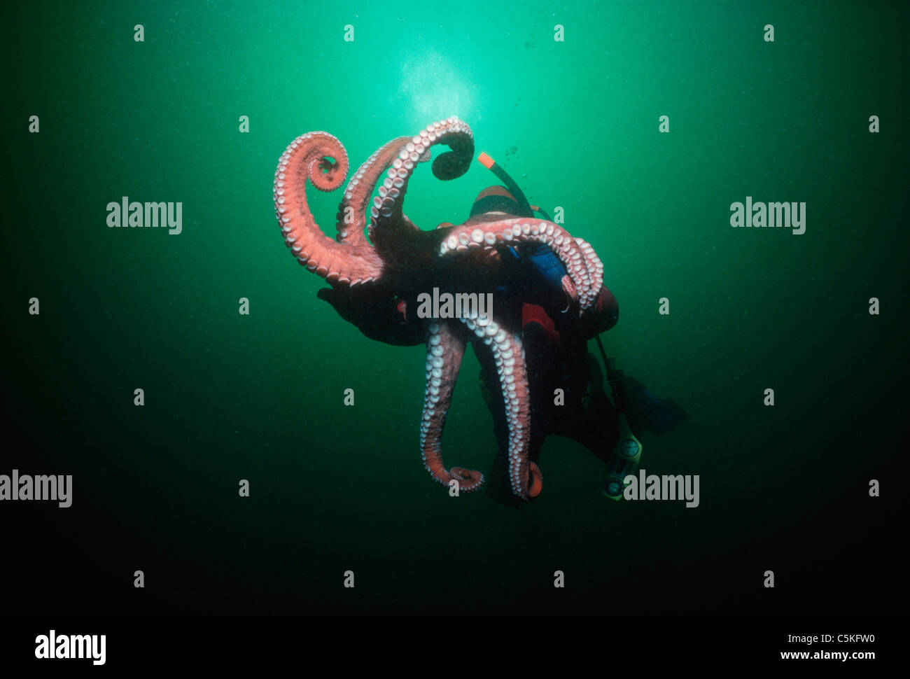 A Giant Pacific Octopus (Enteroctopus dofleini) with a diver. British