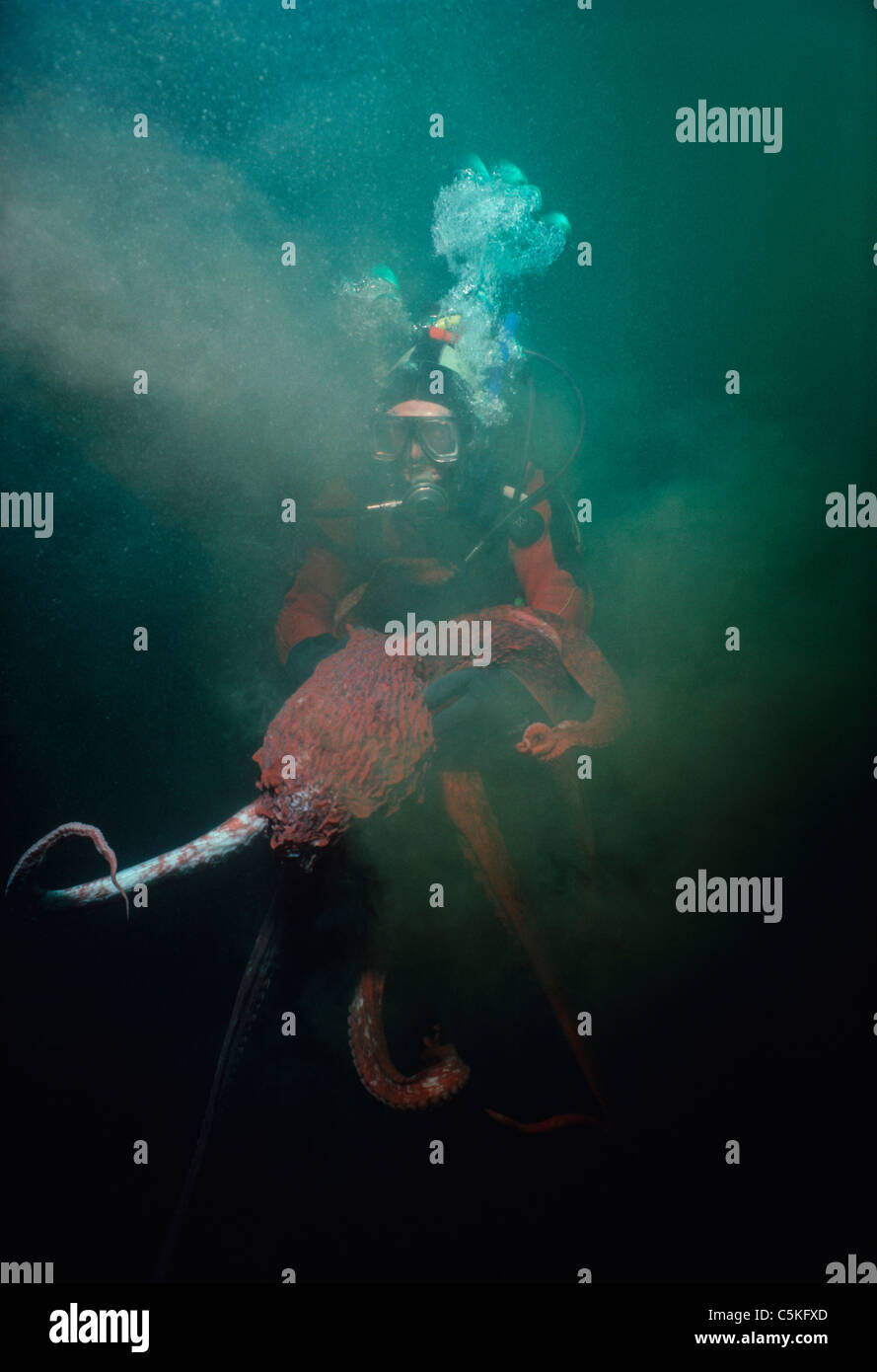 Giant Pacific Octopus (Enteroctopus dofleini) inks a diver. British