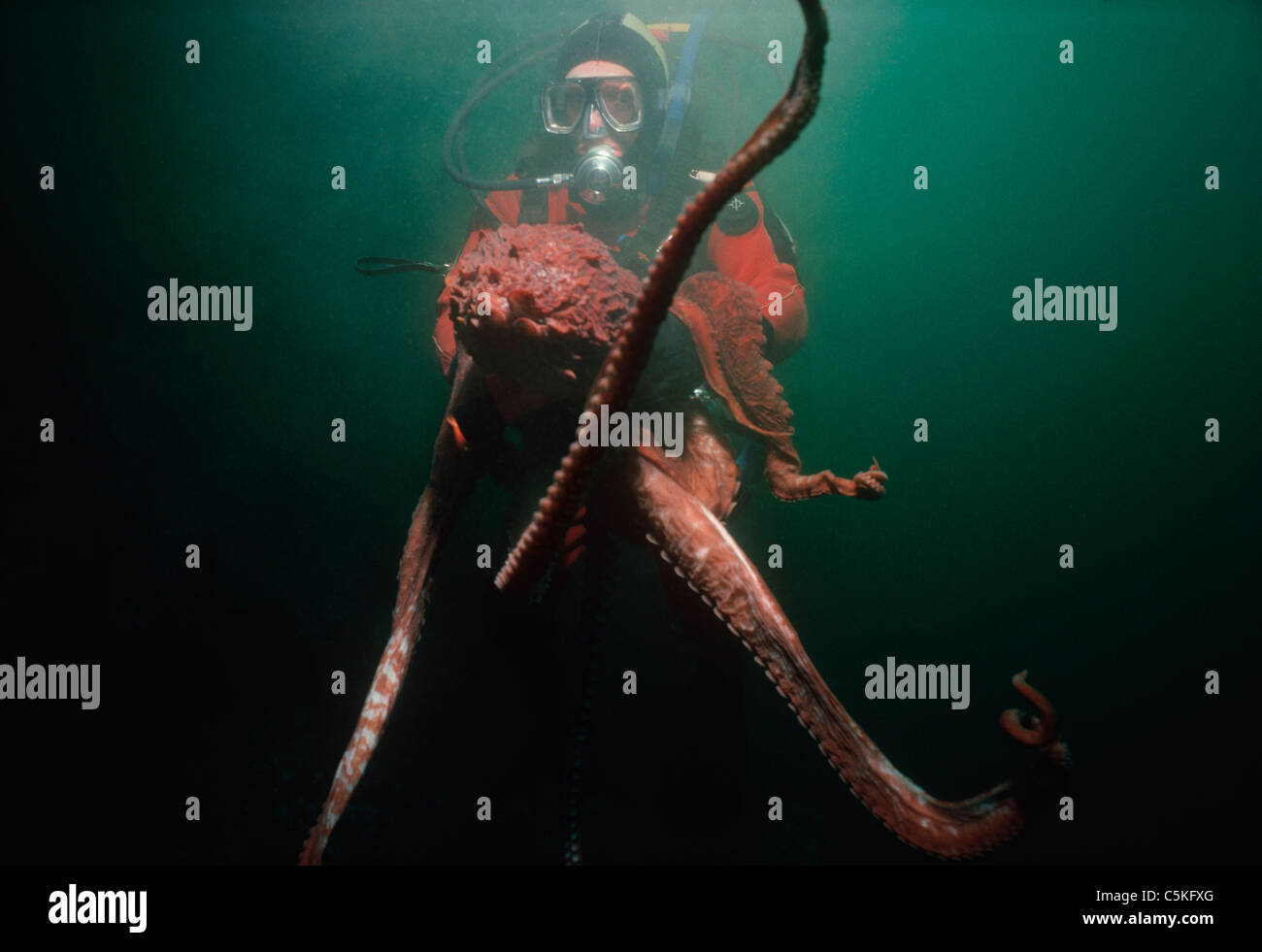 Giant Pacific Octopus (Enteroctopus dofleini) inks a diver. British
