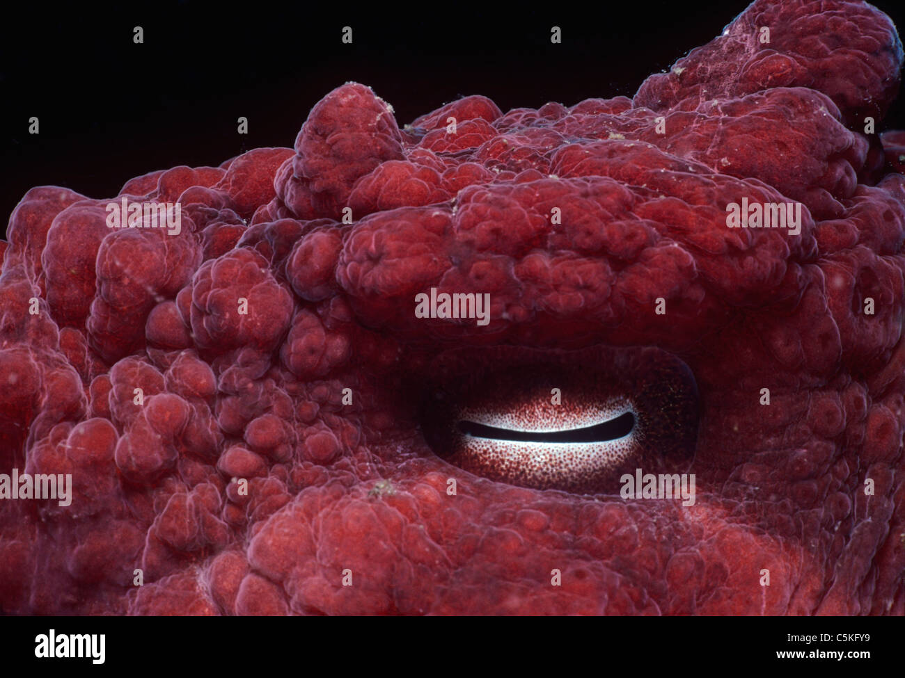 Eye of Giant Pacific Octopus (Enteroctopus dofleini). British Columbia (Canada) - North Pacific Ocean Stock Photo
