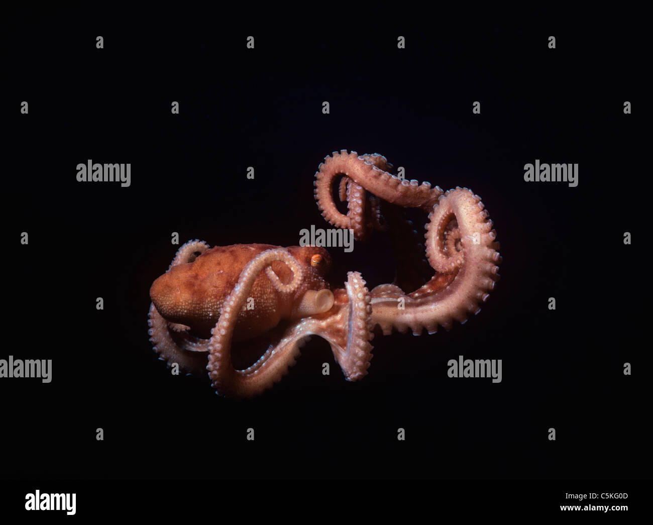 Long-Armed Octopus (Octopus macropus). Egypt, Red Sea Stock Photo