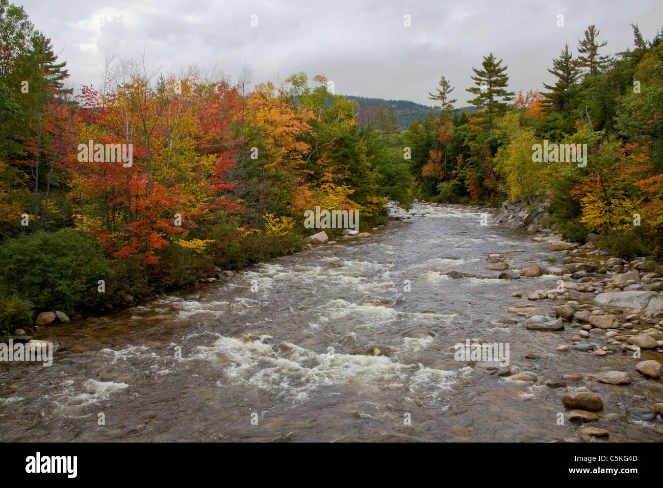 Fall color trees line the banks of the Swift River Stock Photo - Alamy