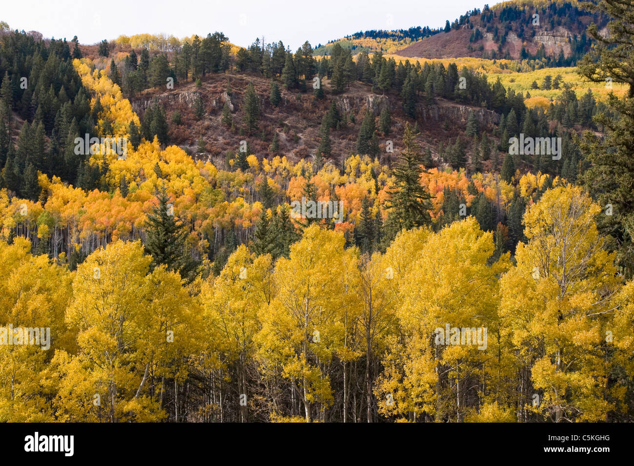 Fall colors in southern Colorado Stock Photo
