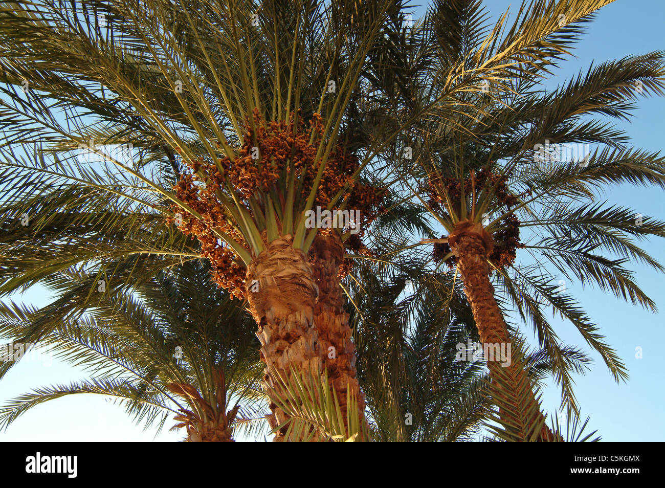 Date palm tree in Egypt Stock Photo Alamy