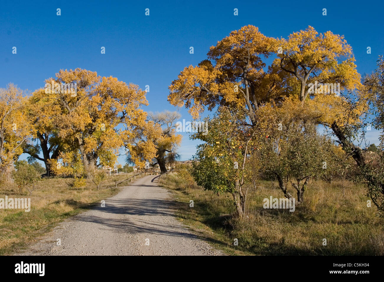 Cottonwoods and apple trees line path Stock Photo