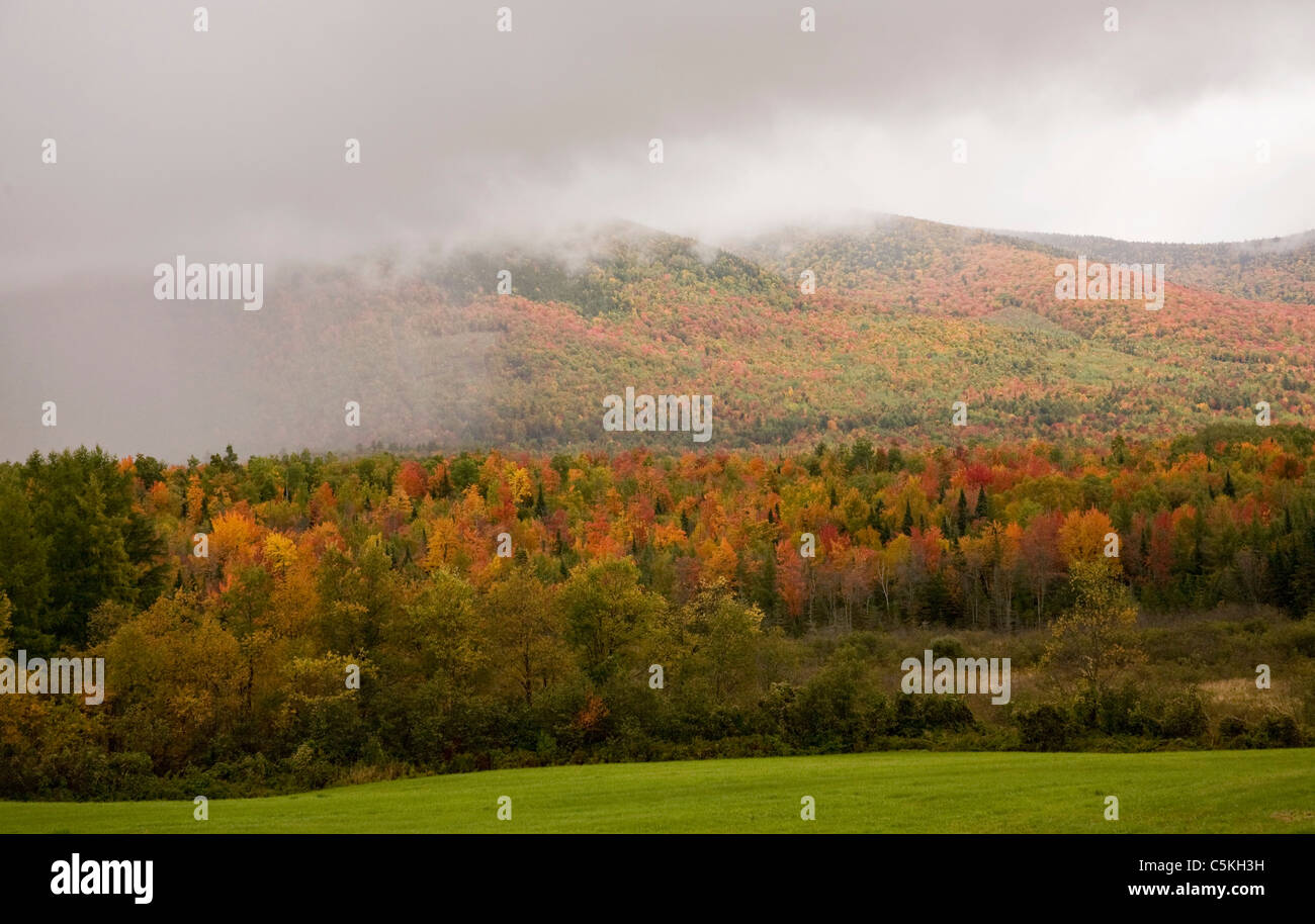 Above field of green grass, a mountain of fall colors in the fog. Stock Photo