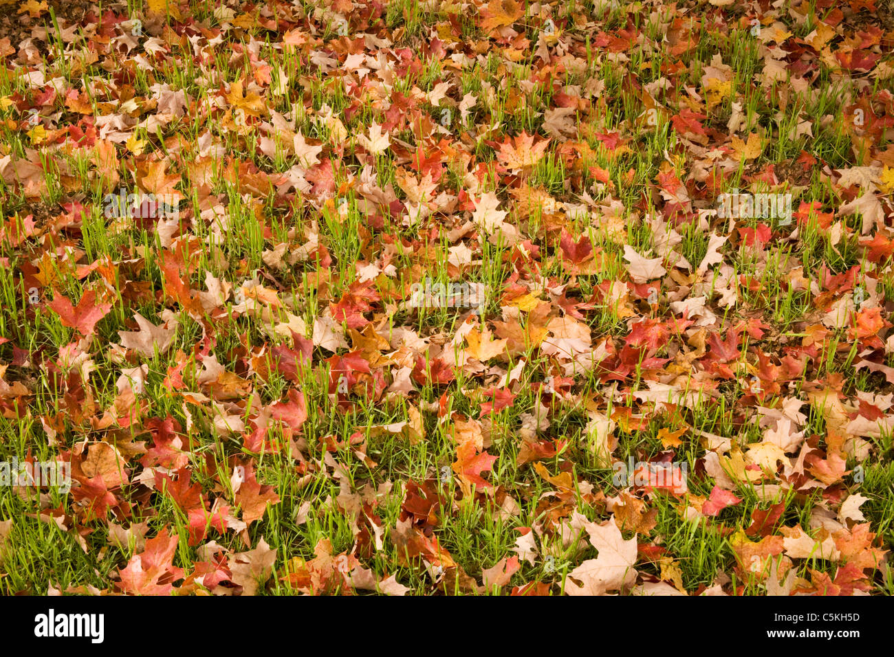 Fall color leaves fallen on grass. Stock Photo