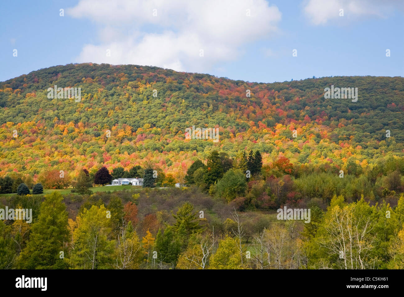 Colorful Fall trees on mountain under blue skies. Stock Photo