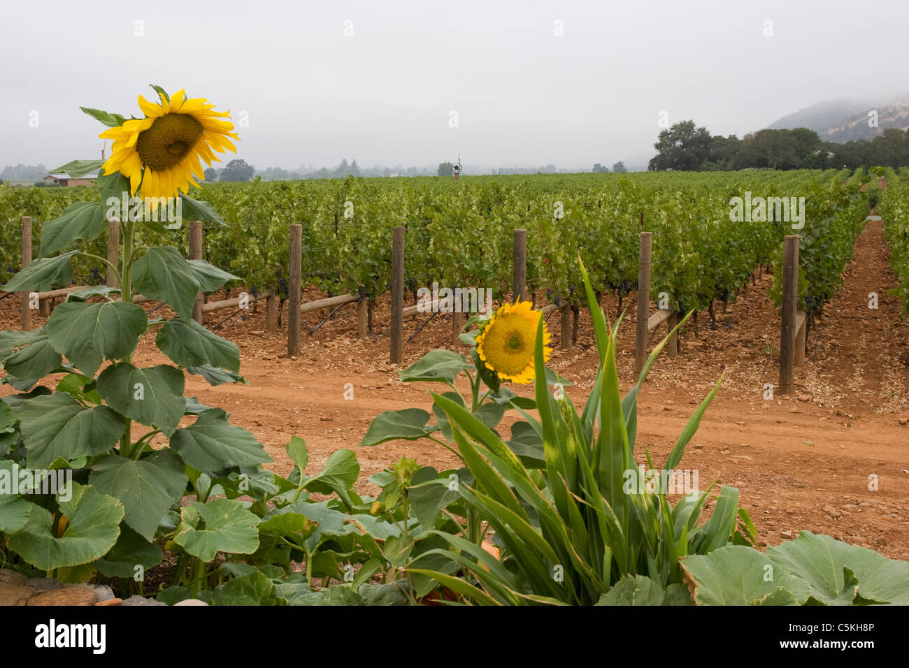 Sunflowers near Oakville winery Stock Photo Alamy