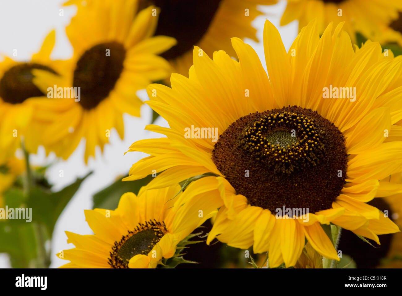 Bevy of sunflowers in Napa Valley Stock Photo