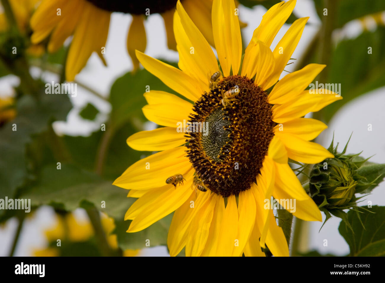 Extreme close-up of sunflower with bees Stock Photo