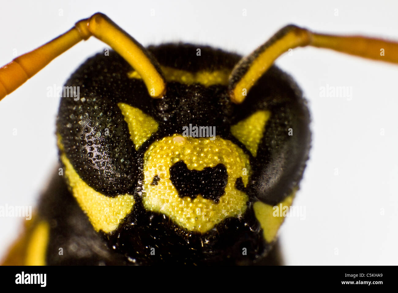wet wasp in close up shot from front Stock Photo Alamy
