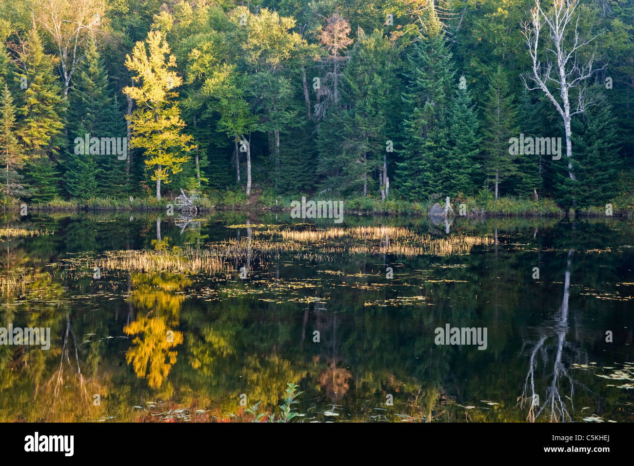 Reflection of fall color trees in still lake in Adirondack Mountains. Stock Photo