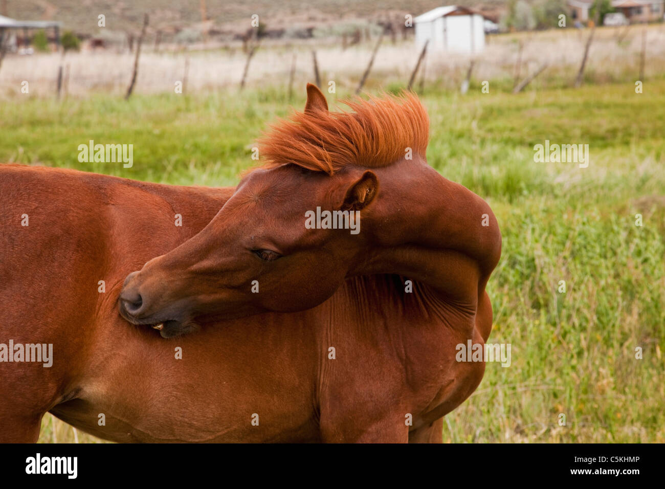 Horse in field in New Mexico Stock Photo
