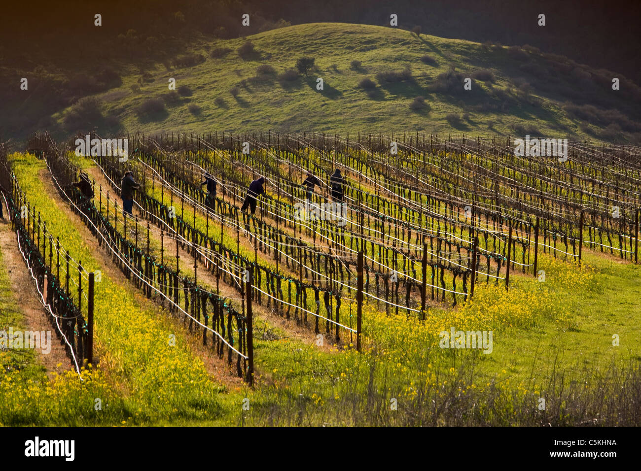 vineyards, wine country, sonoma, california, with mustard flowers Stock Photo