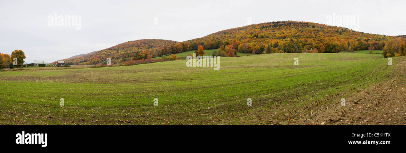 Trees in MA with Fall Colors and green field Stock Photo - Alamy