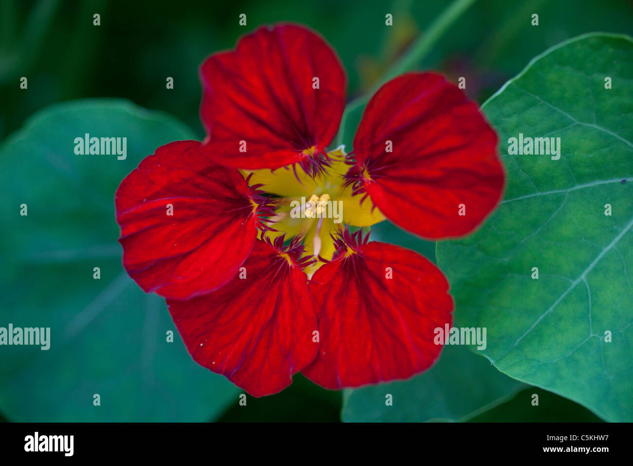 squash blossom, flower, organic Stock Photo Alamy