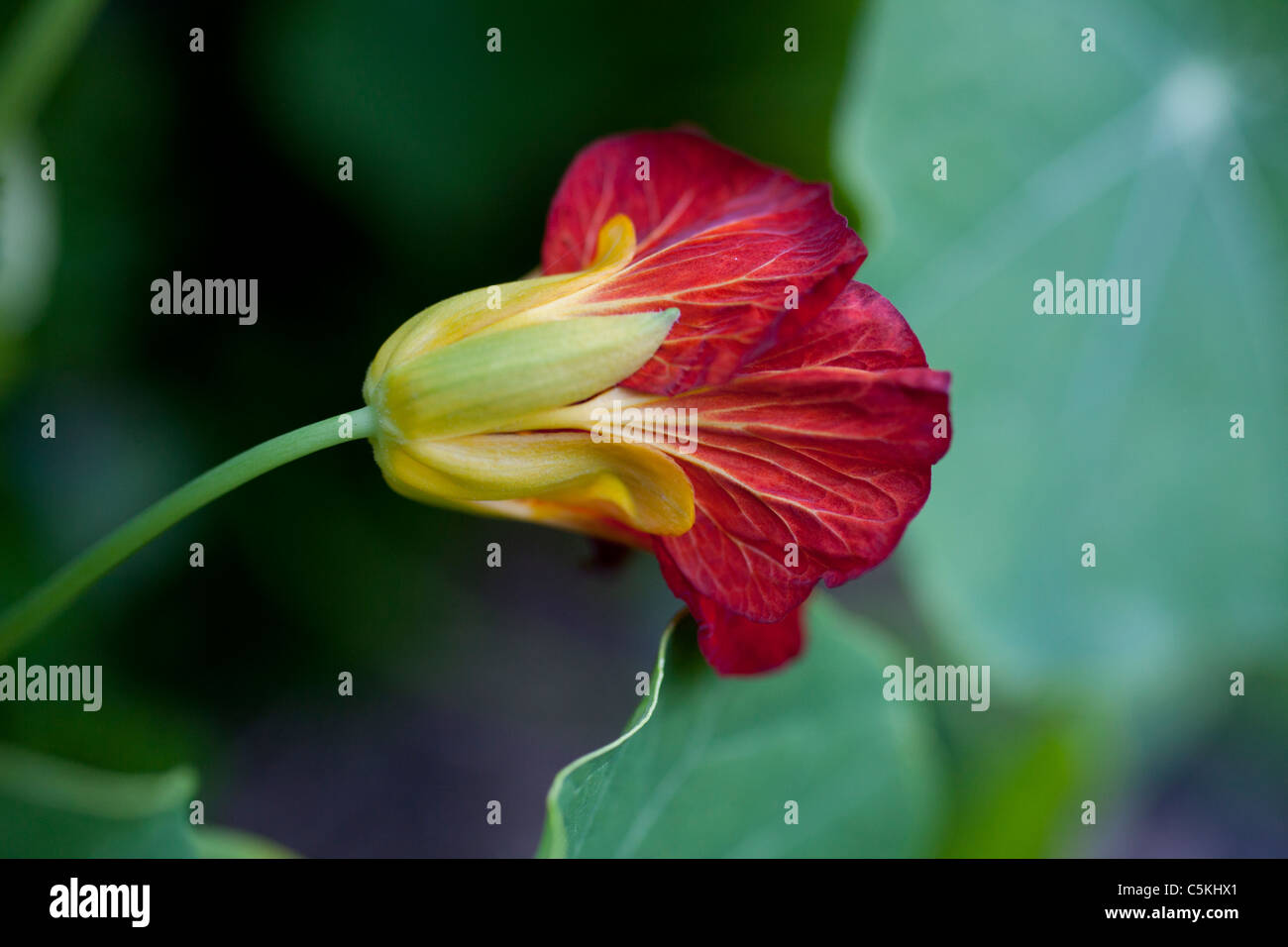 squash blossom, flower, organic Stock Photo Alamy