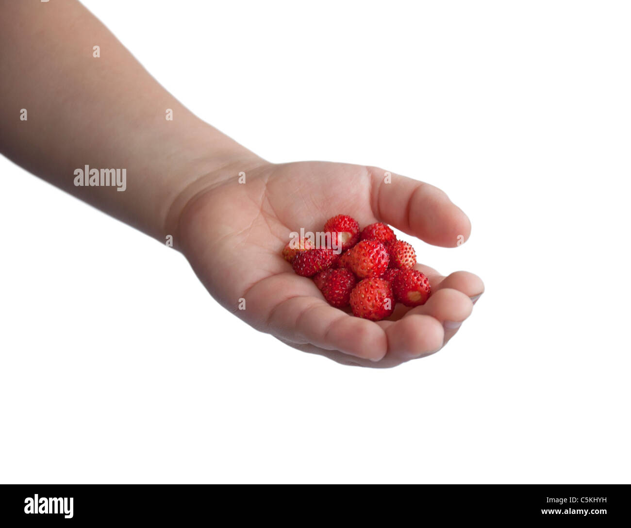 Children's hand with wild strawberries.White isolated background Stock Photo