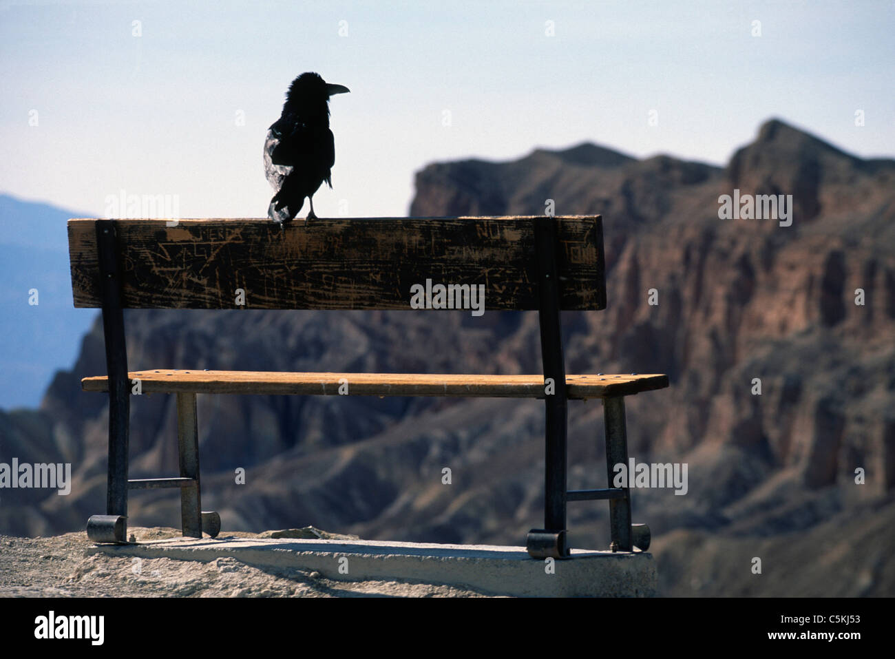 Raven, Death Valley, CA Stock Photo
