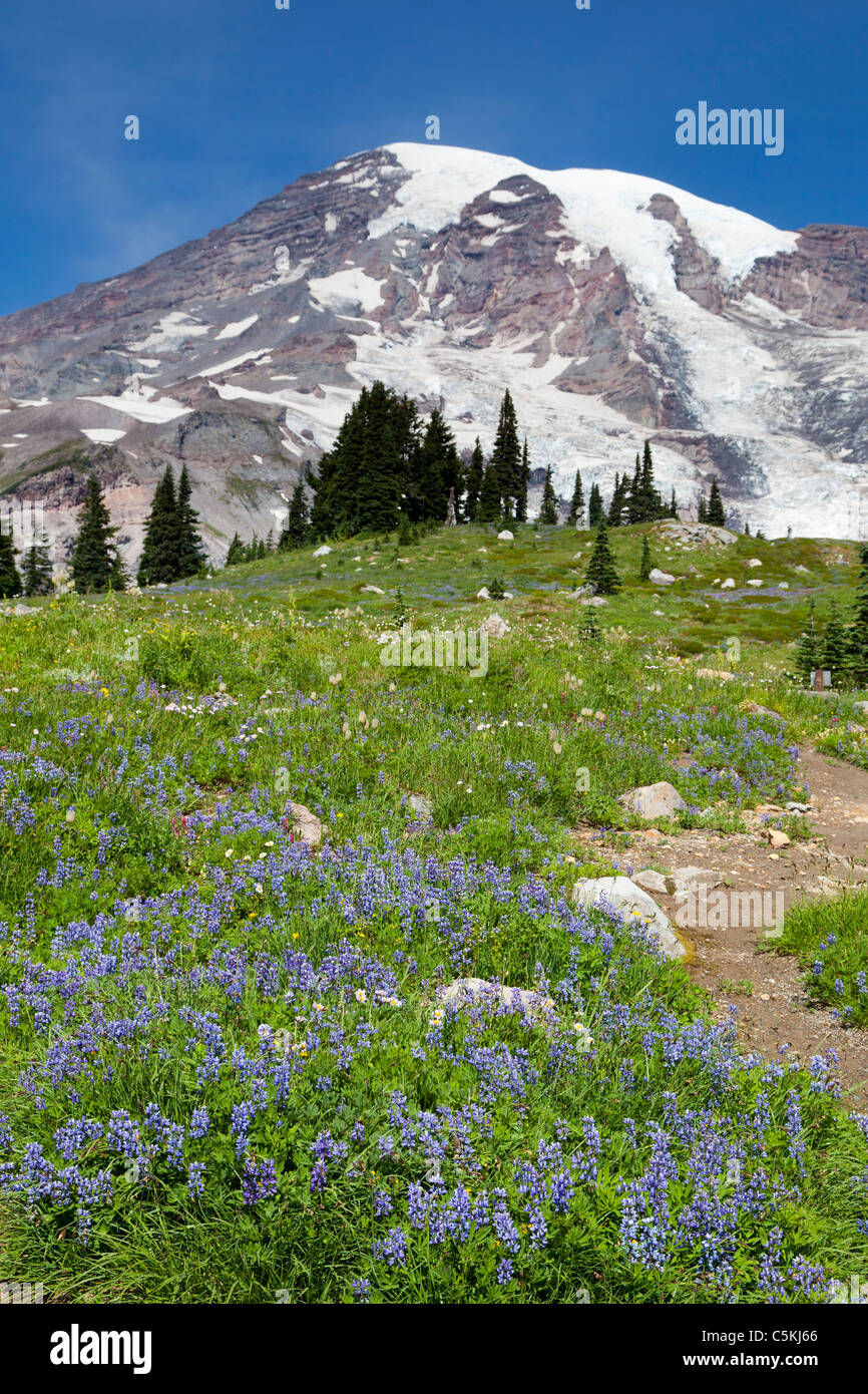 Wild flower meadows at Mount Rainier National Park Washington USA Stock Photo