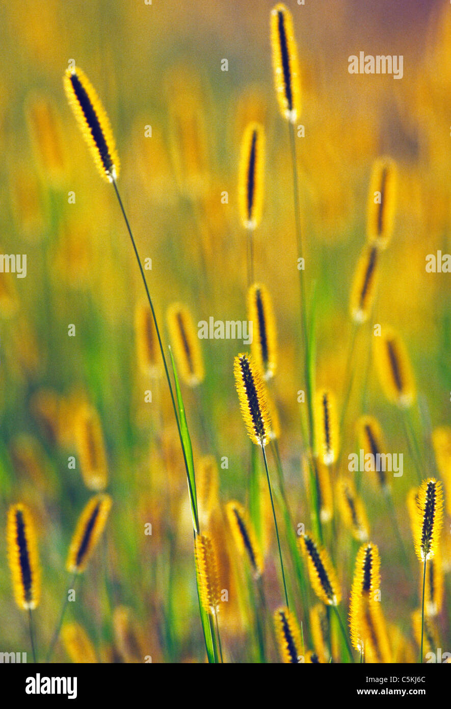 backlit grass, MA Stock Photo