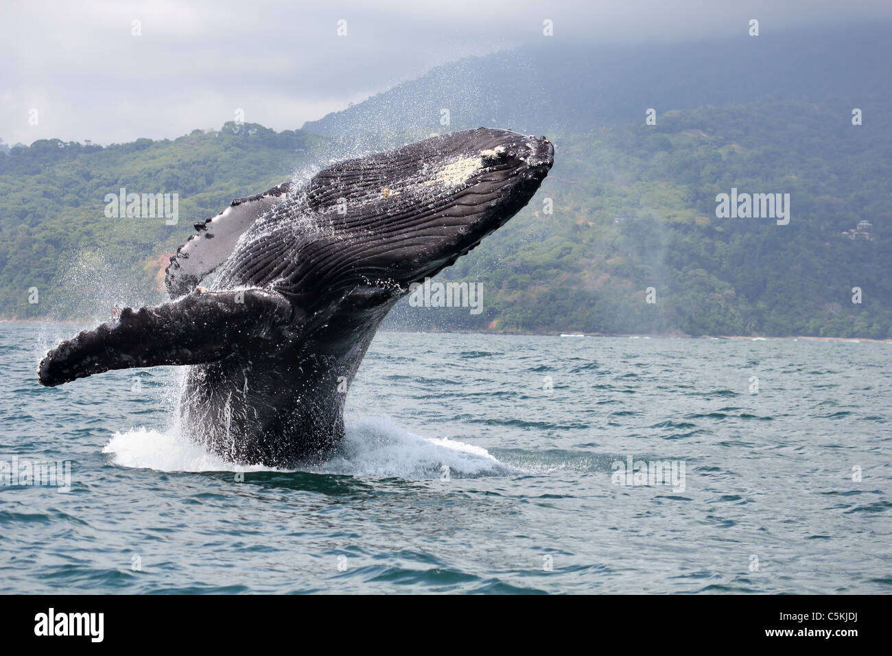 Humpback whale breaching in Marino Ballena National Park, Costa Rica Stock Photo