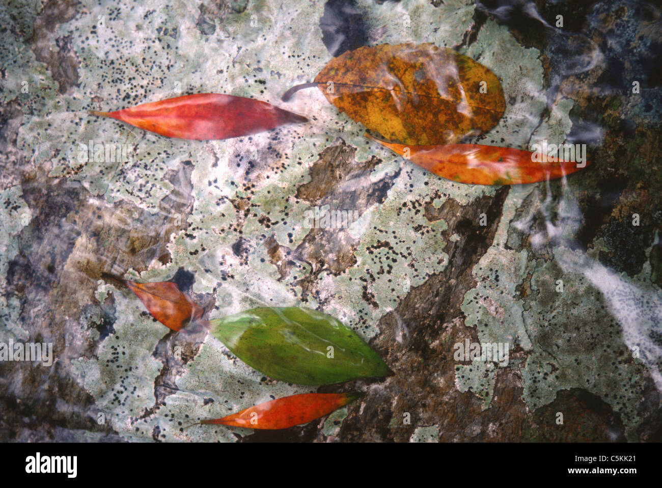 leaves in a stream, AUST Stock Photo