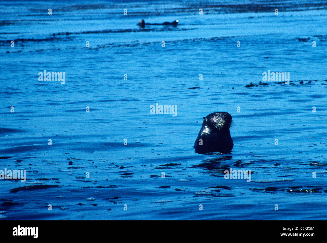 Sea otter, Monterey Bay National Marine Sanctuary, CA Stock Photo