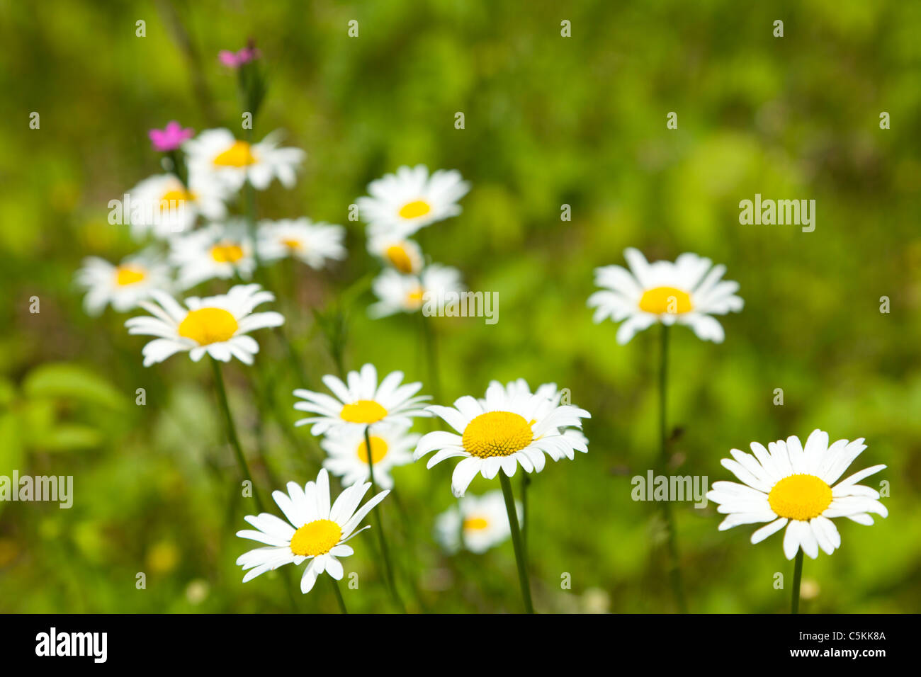 Pretty wildflowers hi-res stock photography and images - Alamy