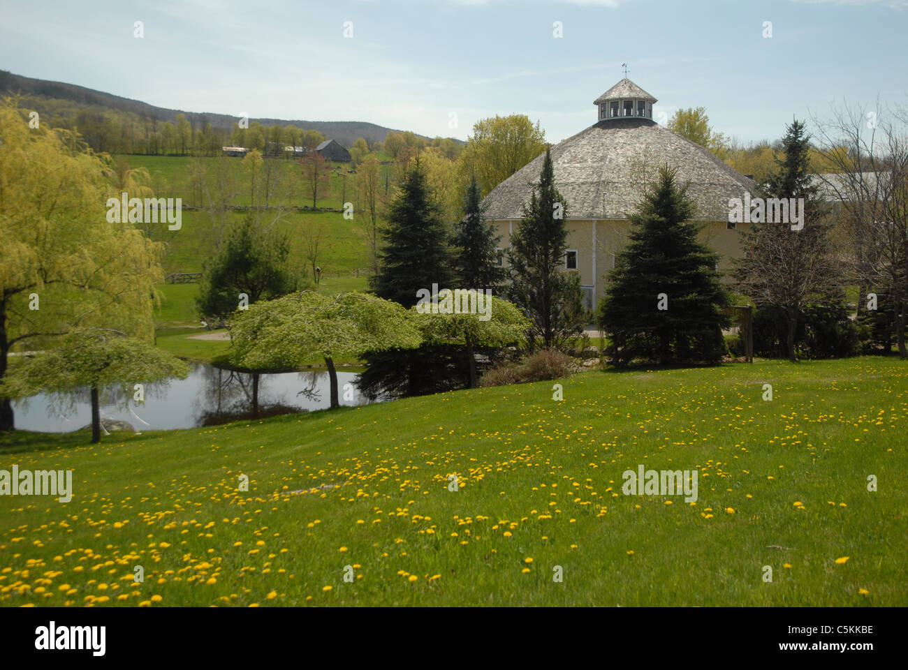 Dandelions Grow In The Foreground As New Spring Grass Grows At The