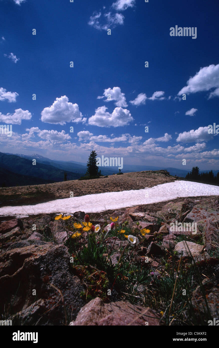 flowers on Aspen Mountain, CO Stock Photo
