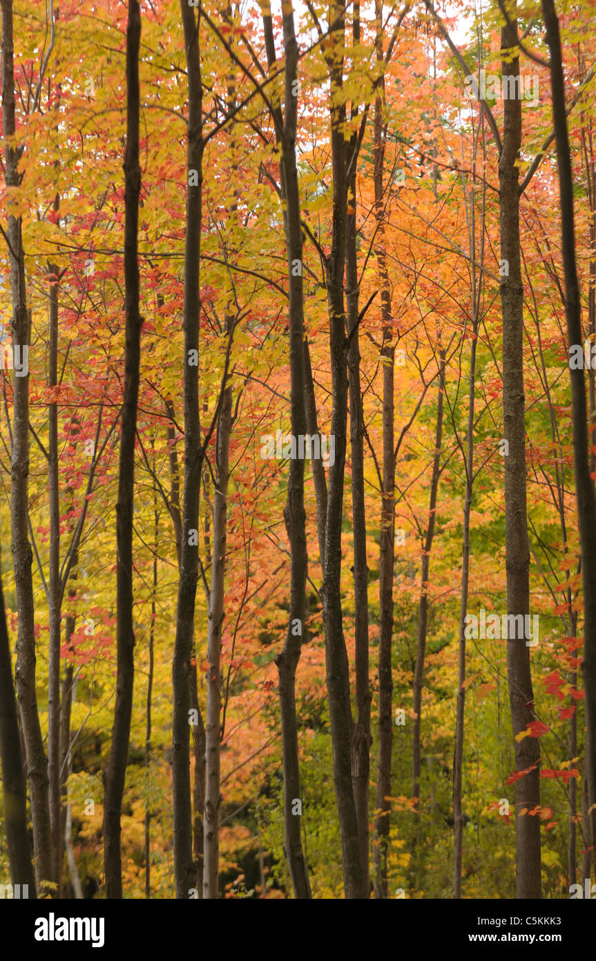 The sun highlights the fall color during the height of fall foliage in Vermont. Stock Photo