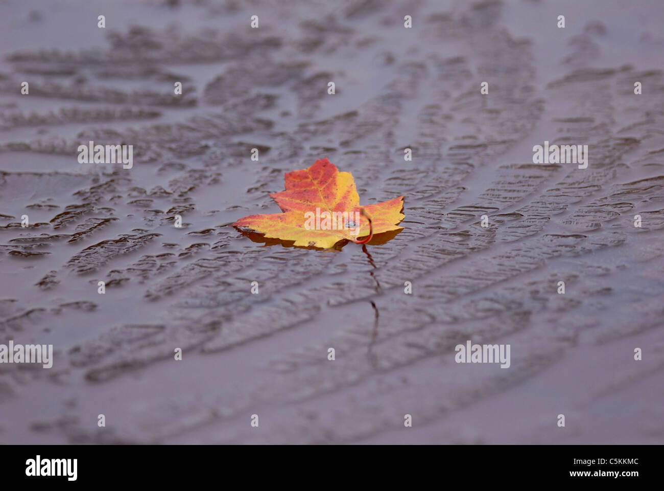 A maple leaf lies on a frozen pond during Vermont’s fall foliage. Stock Photo
