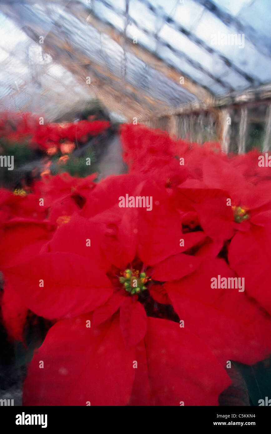Poinsettas in greenhouse, West Hartford, CT Stock Photo
