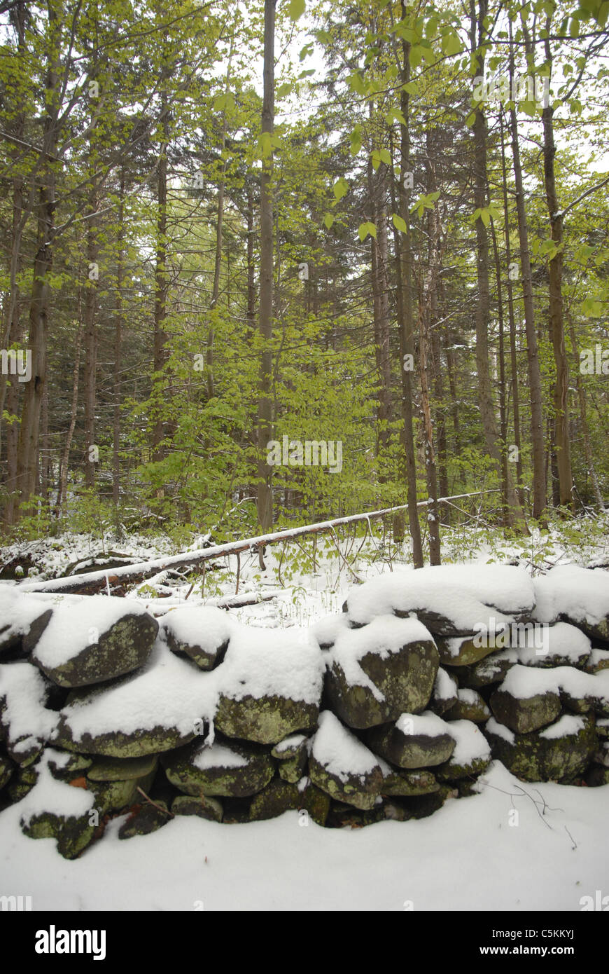A spring snow covers the ground and rocks in Fayston, Vermont. Stock Photo