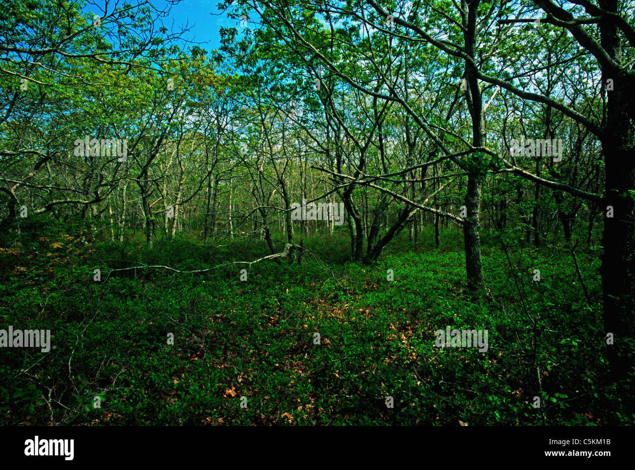 Scrub oak woods, Edgartown, MA Stock Photo
