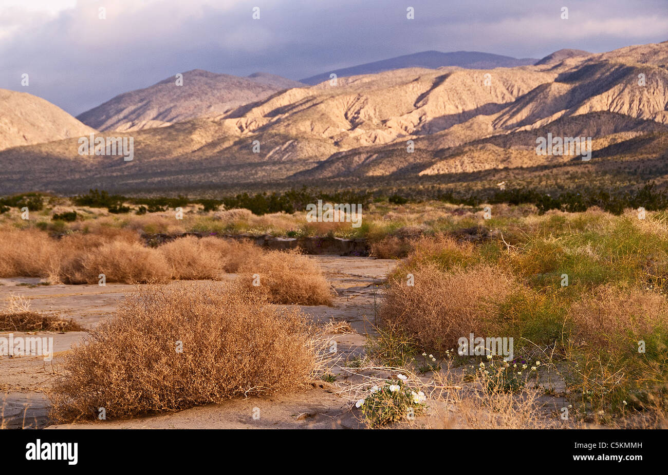 AnzaBorrego Desert State Park, Borrego Springs, California Stock Photo