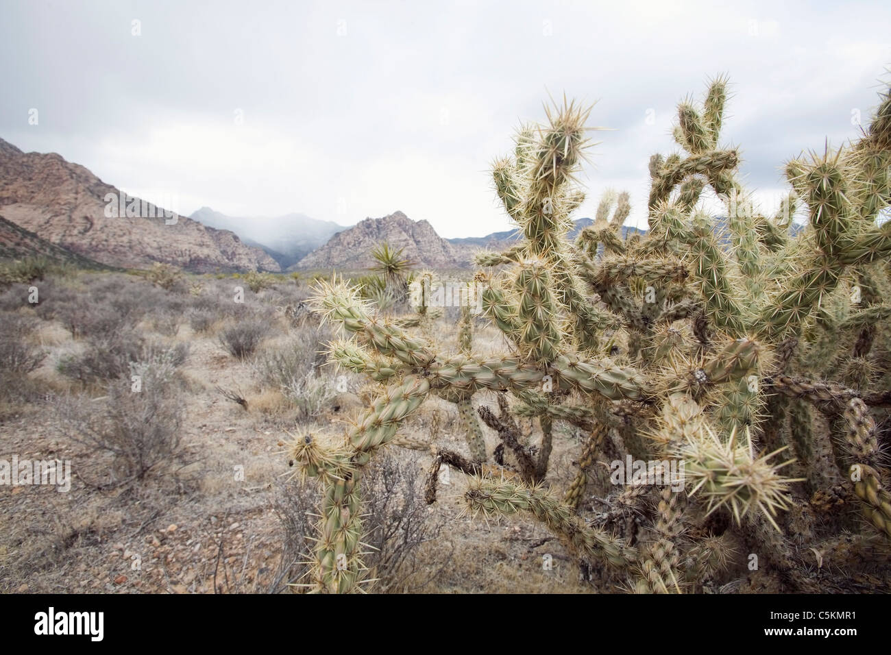 Desert plants, Buckhorn Cholla Cactus, NV Stock Photo