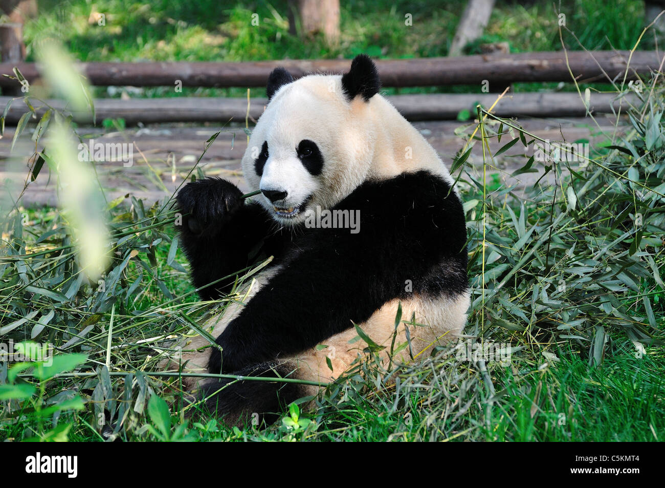 A giant panda eating bamboo. Chengdu, Sichuan, China. Stock Photo