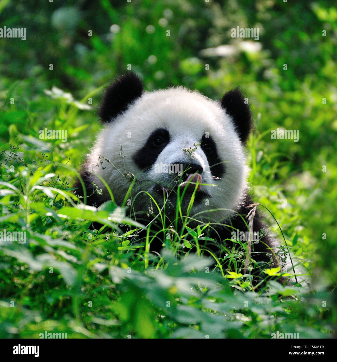 Cute panda hi-res stock photography and images - Alamy