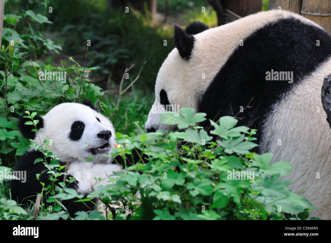 A giant panda mother and cub playing in grass. Chengdu, Sichuan, China. Stock Photo