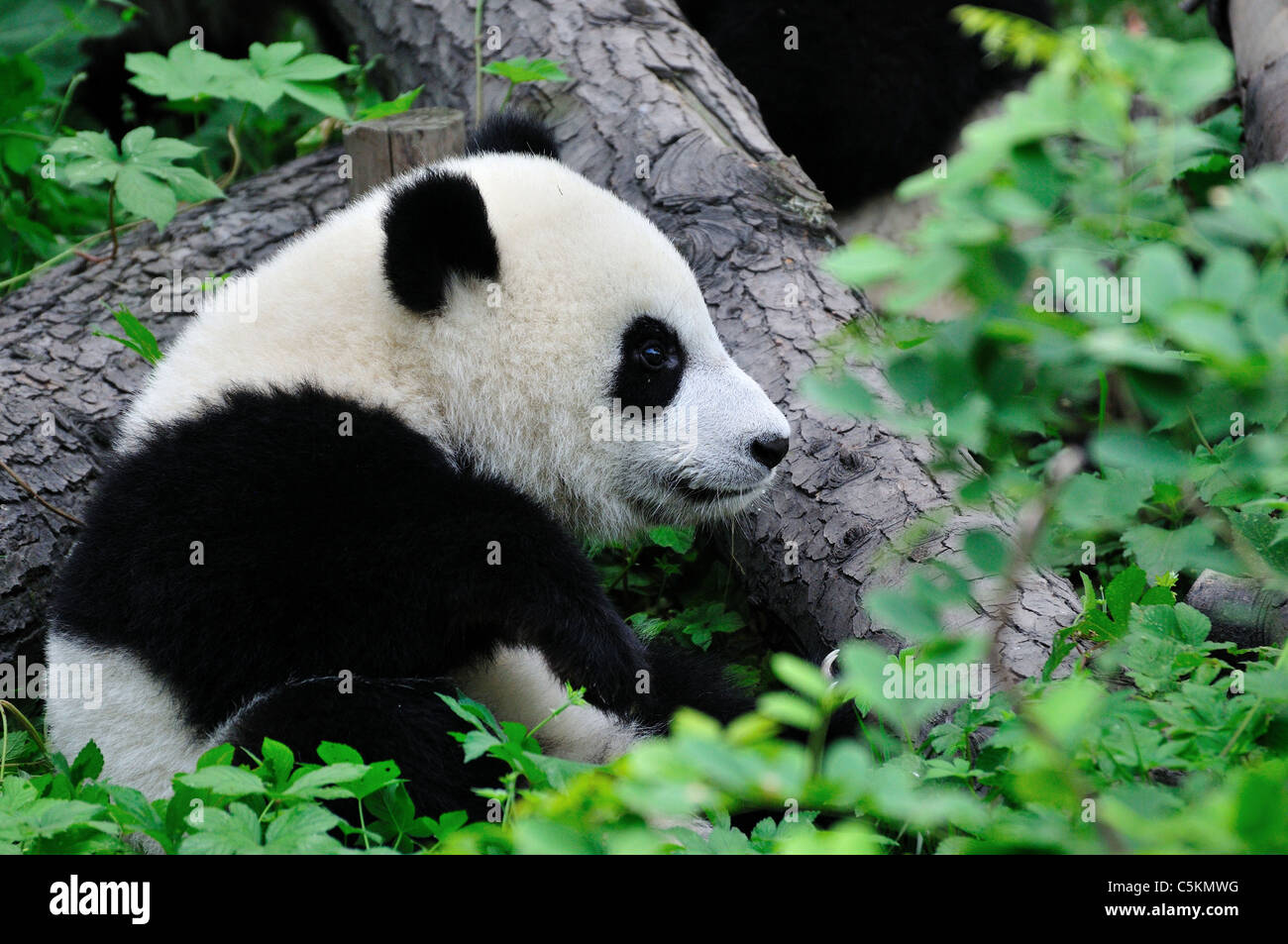 A giant panda cub sits by tree trunks. Chengdu, Sichuan, China. Stock Photo
