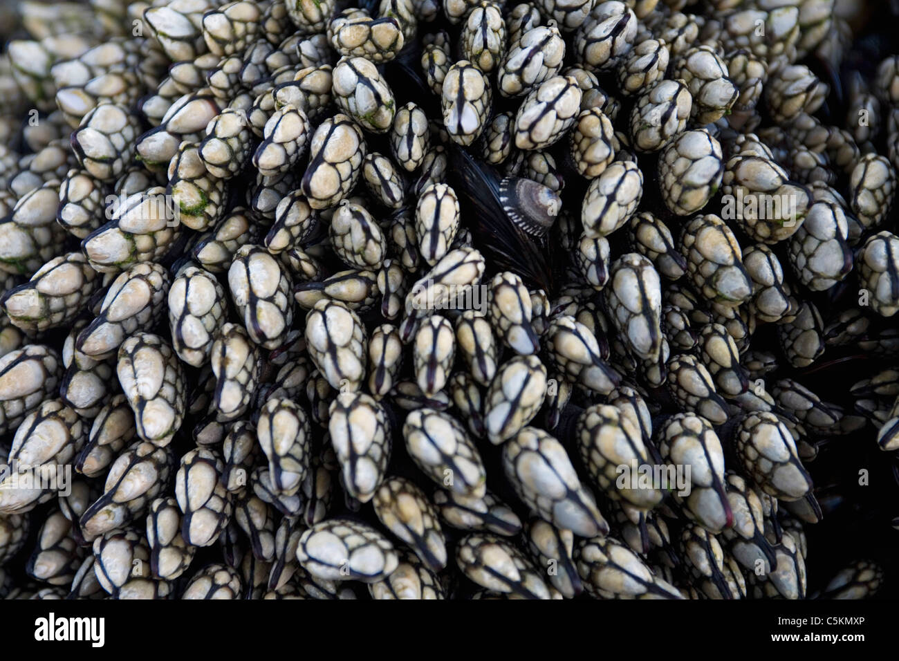 Mussel, limpet and other sessile creatures, Huntington Beach, CA Stock Photo