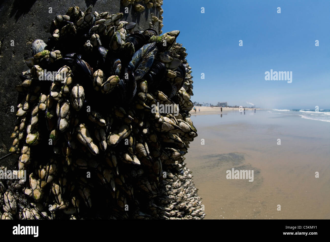 Sessile intertidal creatures & power plant, Huntington Beach, CA Stock Photo