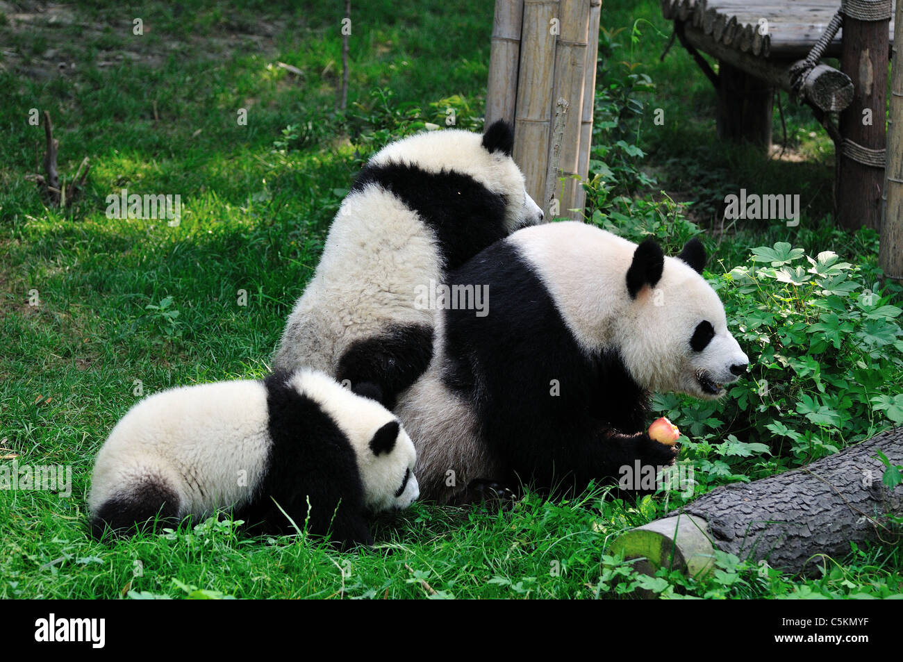 Pandas group hi-res stock photography and images - Alamy Pandas group hi-res stock photography and images - Alamy