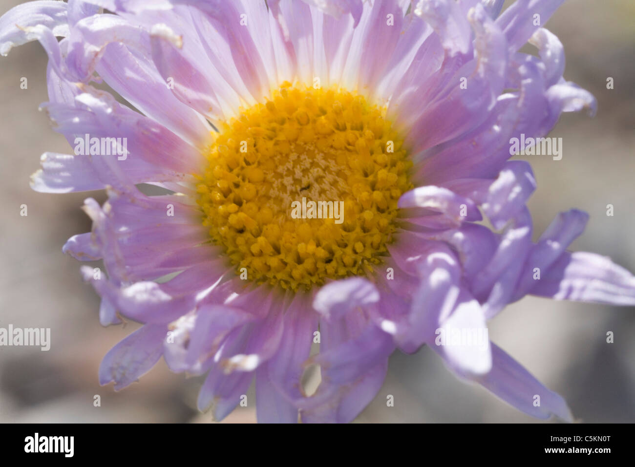 Close up of bloom, Arid Machaeranthera, Death Valley, CA Stock Photo