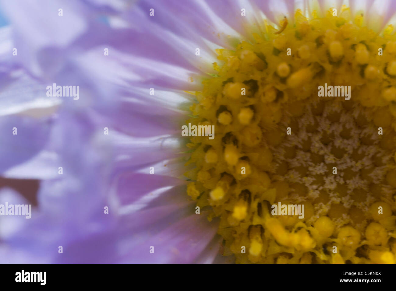 desierto, flor, naturaleza, colores, biologia, primavera, flor repollando, death valley, california, ca, usa, Michael Vitti Stock Photo