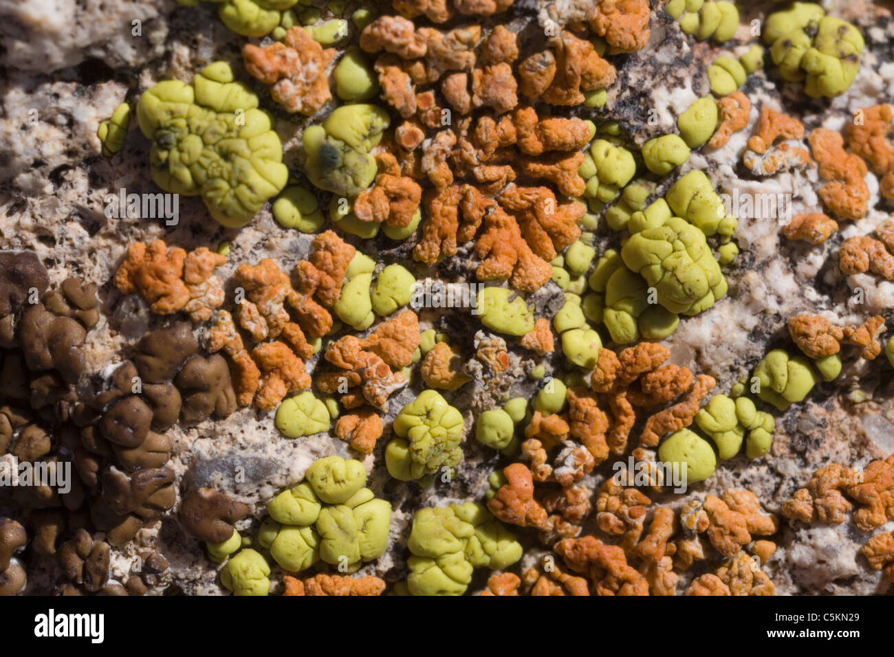 two forms of crustose lichen on boulder, Death Valley, CA Stock Photo
