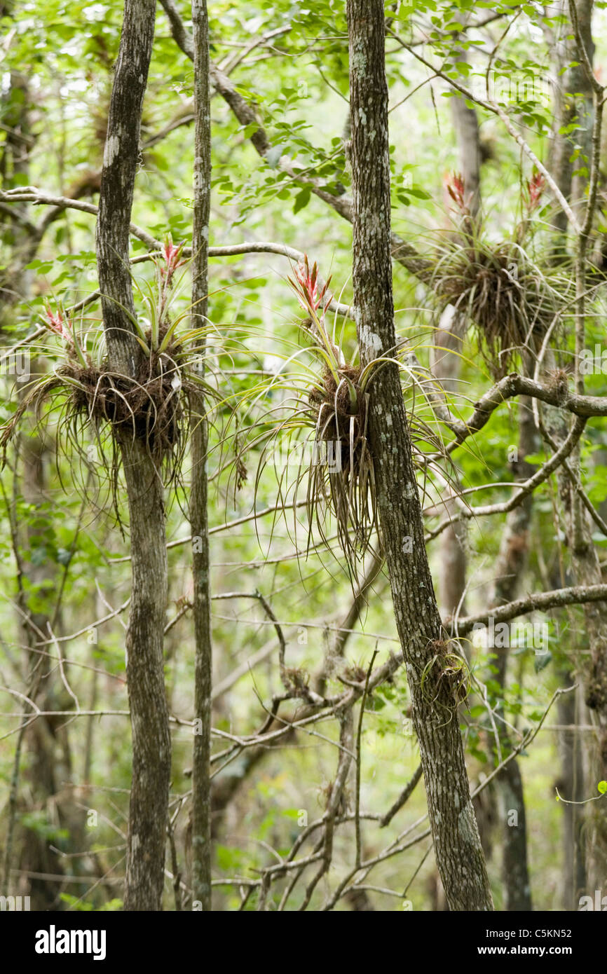 Hardwood hammock hires stock photography and images Alamy